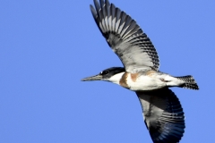 Belted Kingfisher