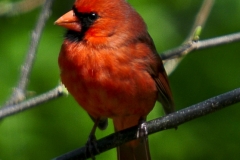 Northern Cardinal