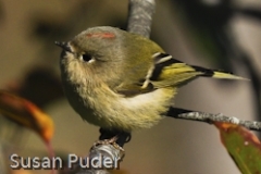 Ruby-crowned Kinglet