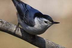 White-breasted Nuthatch
