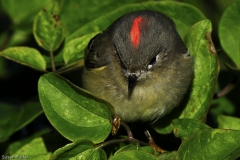 Ruby-crowned Kinglet