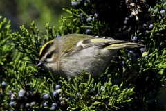 Golden-crowned Kinglet