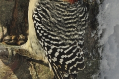 Red-bellied Woodpecker