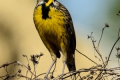 Eastern Meadowlark