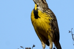 Eastern Meadowlark