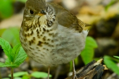 Gray-cheeked Thrush