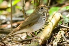 Swainson's Thrush