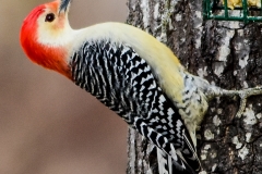 Red-bellied Woodpecker