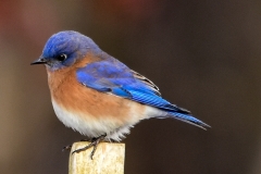 Eastern Bluebird