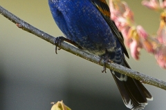 Blue Grosbeak