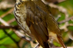 Hermit Thrush