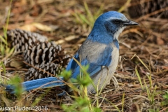 Florida Scrub-Jay