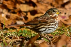 Fox Sparrow