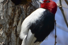 Red-headed Woodpecker