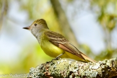 Great -crested Flycatcher