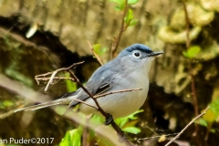 Blue-gray Gnatcatcher