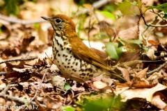 Wood Thrush