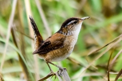 Marsh Wren