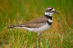 Killdeer