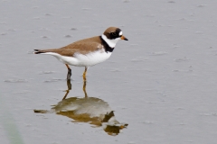 Semi-palmated Sandpiper