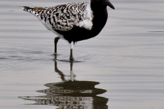 Black-bellied Plover