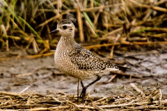 American Golden Plover