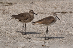 Willets