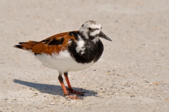 Ruddy Turnstone