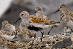 Dunlin