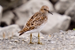 Least Sandpiper