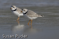 Piping Plovers