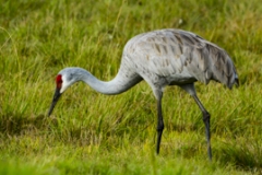 Sandhill Crane