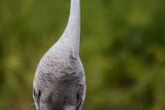 Sandhill Crane