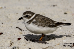 Snowy Plover