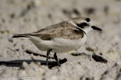 Wilson's Plover