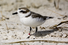 Snowy Plover