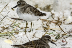 Western Sandpiper