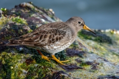 Purple Sandpiper