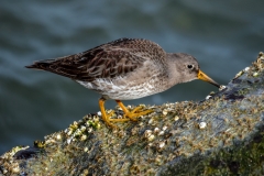 Purple Sandpiper