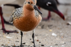 Red Knot