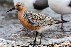 Red Knot