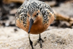 Red Knot