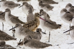 Marbled Gotwit and Willets