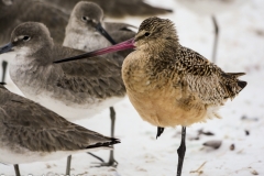 Marbled Godwit