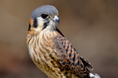 Kestrel