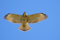 Broad-winged Hawk