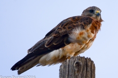 Swainson's Hawk