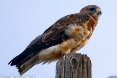 Swainson's Hawk