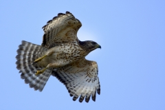 Red-shouldered Hawk