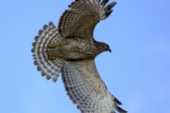 Red-shouldered Hawk